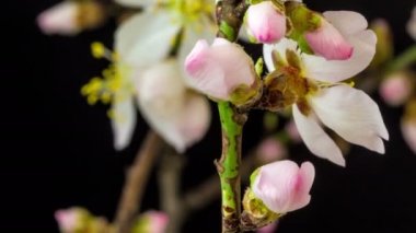 Vahşi erik çiçeklerinin büyümesi ve siyah arka planda çiçek açması 4k makro zaman dilimi. Vahşi erik çiçekleri zaman içinde çiçek açar.