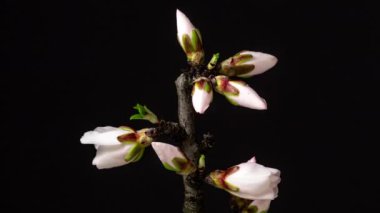 Vahşi erik çiçeklerinin büyümesi ve siyah arka planda çiçek açması 4k makro zaman dilimi. Vahşi erik çiçekleri zaman içinde çiçek açar.