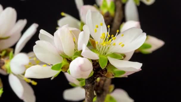 Makro Zeitraffer Einer Wilden Pflaumenblüte Die Auf Schwarzem Hintergrund Blüht — Stockvideo