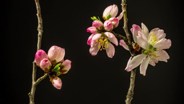 Macro Timelapse Uma Ameixa Selvagem Flores Crescendo Florescendo Fundo Preto — Vídeo de Stock