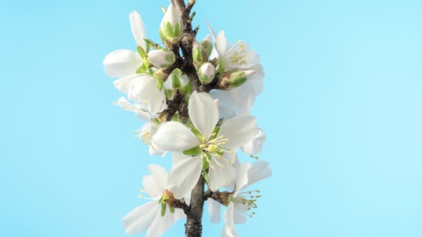 Szilvavirág Virág Idő Lappang Makró Timelapse Videó Egy Szilvavirág Növekvő — Stock videók