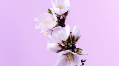 Badem çiçeği çiçeği, zaman aşımı. Mor bir arka planda büyüyen ve çiçek açan erik çiçeğinin 4k makro zaman dilimi videosu