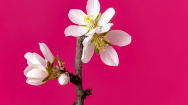 Badem çiçeği çiçeği, zaman aşımı. 4k makro zaman aralığı videosu. Pembe arka planda büyüyen ve çiçek açan bir erik çiçeği.