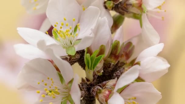 アーモンドの花 タイムラプス 4Kマクロタイムラプスビデオの梅の花が咲くと青の背景を背景に開花 — ストック動画