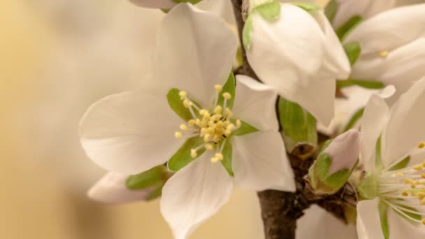 Flor Amêndoa Lapse Tempo Macro Timelapse Vídeo Uma Flor Ameixa — Vídeo de Stock