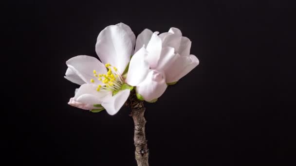 Kwiat Migdałów Upływ Czasu Makro Timelapse Wideo Kwiatu Śliwki Kwitnącej — Wideo stockowe