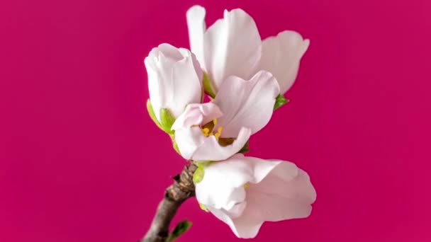 Mandula Virág Virág Idő Lappang Makró Timelapse Videó Egy Szilvavirág — Stock videók