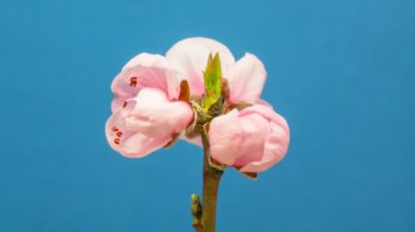 Şeftali çiçeklerinin büyümesi ve mavi arka planda çiçek açması 4k makro zaman dilimi. Vahşi elma çiçekleri zaman içinde çiçek açar.