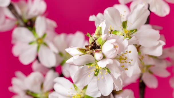 Almond Flower Blossom Time Lapse Video Tiempo Macro Una Flor — Vídeo de stock