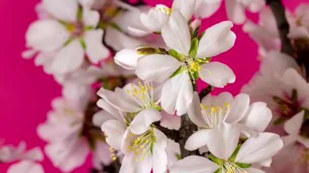 アーモンドの花 タイムラプス ピンクの背景に咲く梅の花の4Kマクロタイムラプスビデオ — ストック動画