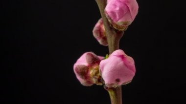 Şeftali çiçeklerinin büyümesi ve siyah arka planda çiçek açması 4k makro zaman dilimi. Vahşi elma çiçekleri zaman içinde çiçek açar.