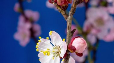 Vahşi erik çiçeklerinin büyümesi ve mavi arka planda çiçek açması 4k makro zaman dilimi. Vahşi erik çiçekleri zaman içinde çiçek açar.