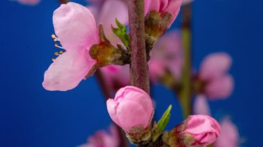 Vahşi erik çiçeklerinin büyümesi ve mavi arka planda çiçek açması 4k makro zaman dilimi. Vahşi erik çiçekleri zaman içinde çiçek açar.