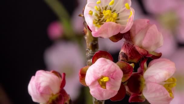 Macro Timelapse Peach Flowers Growing Blossoming Black Background Wild Apple — Stock Video
