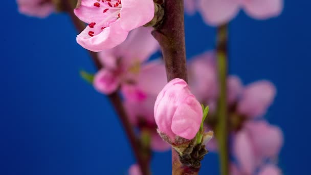 青い背景に咲く野生の梅の花の4Kマクロのタイムラプス 時間経過とともに野梅の花が咲く — ストック動画
