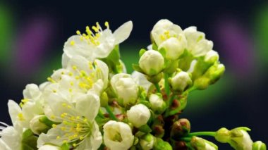 4k 30 fps makro zaman armut ağacı çiçeklerinin (Pyrus) koyu bir arka planda büyüyüp çiçek açması videosu