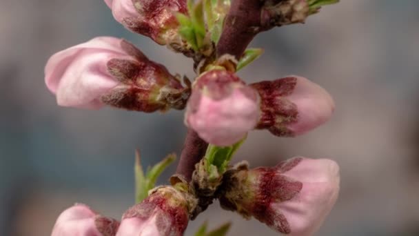 Makro Timelapse Persika Blommor Xer Blommar Svart Bakgrund Vilda Äpple — Stockvideo