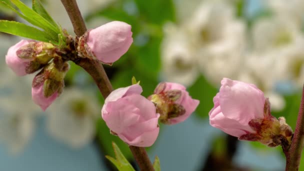 Makro Zeitraffer Einer Wilden Pflaumenblüte Die Auf Blauem Hintergrund Blüht — Stockvideo