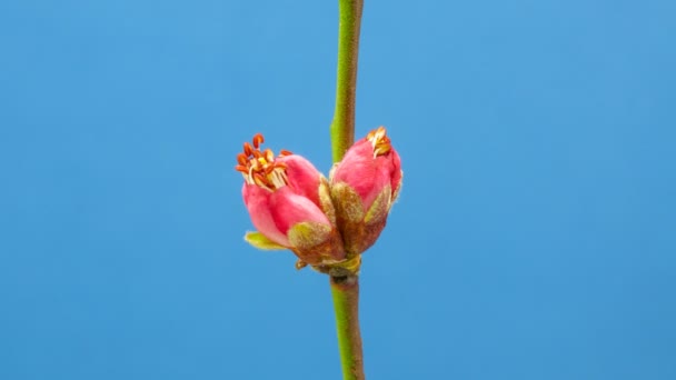 ピンクの桃の木の花の開花は青の背景に対してタイムラプス 4Kビデオ 桃の花の開花時期 — ストック動画