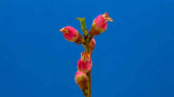 분홍빛 복숭아 나무의 배경에 시간적 배경이 피운다 비디오 발하는 장미꽃 — 비디오