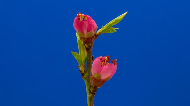 Rosa Flor Melocotonero Que Florece Timelapse Sobre Fondo Azul Video — Vídeo de stock