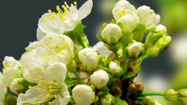 Fps Macro Timelapse Video Árbol Frutal Pera Flores Pyrus Creciendo — Vídeos de Stock