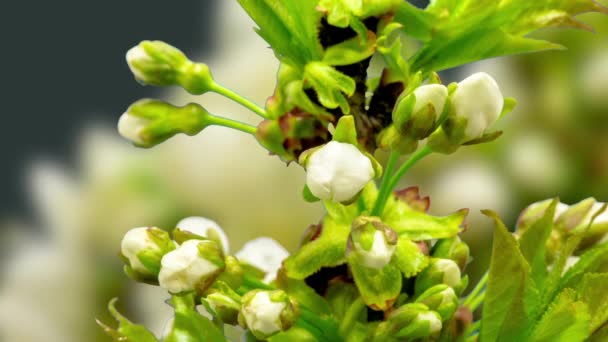 Fps Macro Timelapse Video Pear Fruit Tree Flowers Pyrus Growing — Stock Video