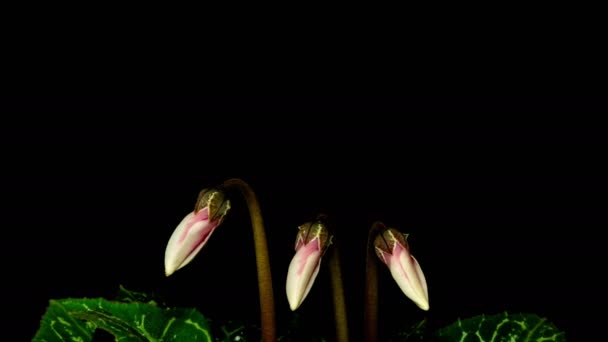 Timelapse Vídeo Ciklama Crescendo Florescendo Florescendo Fundo Escuro Flores Ciklama — Vídeo de Stock