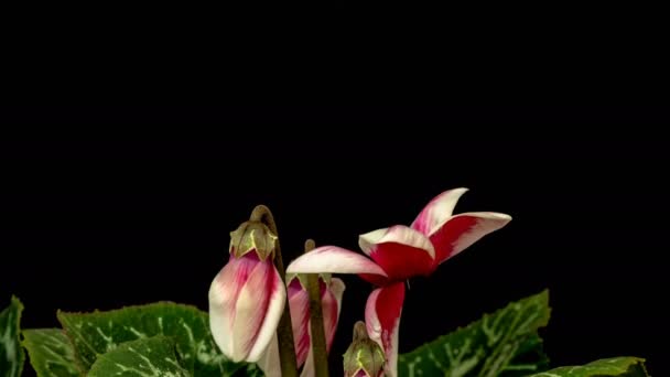 Ciklama成長し 開花し 暗い背景に開花のタイムラプスビデオ チクラマの花の開花時間の経過 — ストック動画