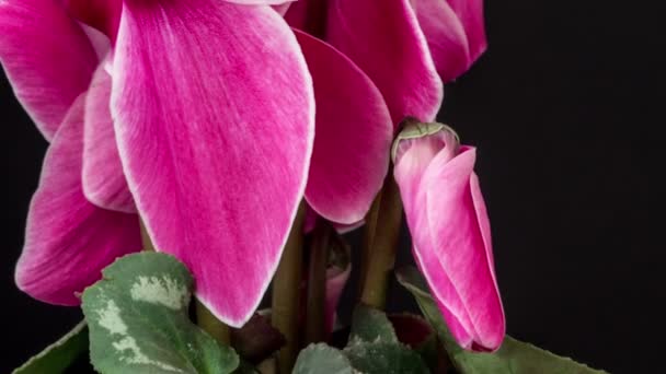 Koyu Bir Arka Planda Büyüyen Açan Çiçek Açan Ciklama Nın — Stok video