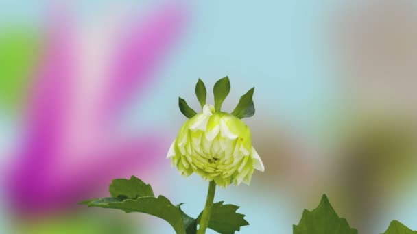 Makro Timelapse Video Vit Dahlia Blomma Växer Och Blommar Mot — Stockvideo