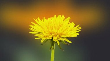 Siyah arka planda büyüyen sarı bir karahindiba çiçeğinin zamanlanmış videosu. Karahindiba çiçekli zaman aşımı