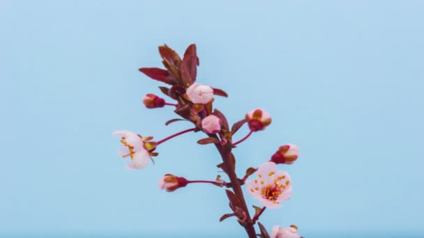 Makro Timelapse Vadon Termő Szilvavirág Virágzik Kék Háttér Vad Szilvavirág — Stock videók