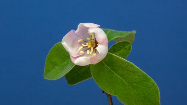 桃の花の成長の4Kマクロのタイムラプス 青の背景に開花 時間経過で野生のリンゴの花が咲く — ストック動画