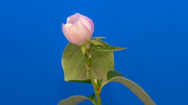 Makro Timelapse Broskvový Květ Rostoucí Kvetoucí Modrém Pozadí Divoký Květ — Stock video