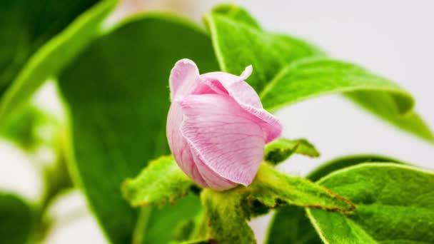 Macro Time Lapse Video Quince Flowers Foliage Growing Blossoming Blue — Stock Video