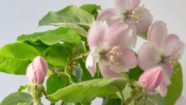 Makro Tid Förflutit Video Kvitten Blommor Och Bladverk Växer Och — Stockvideo