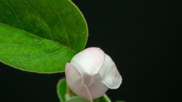 Macro Time Lapse Video Membrillo Flores Follaje Creciendo Floreciendo Sobre — Vídeos de Stock