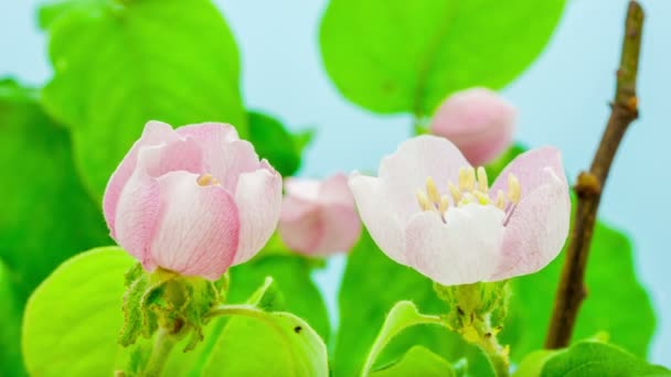 Macro Time Lapse Video Van Een Kweepeer Bloemen Gebladerte Groeien — Stockvideo