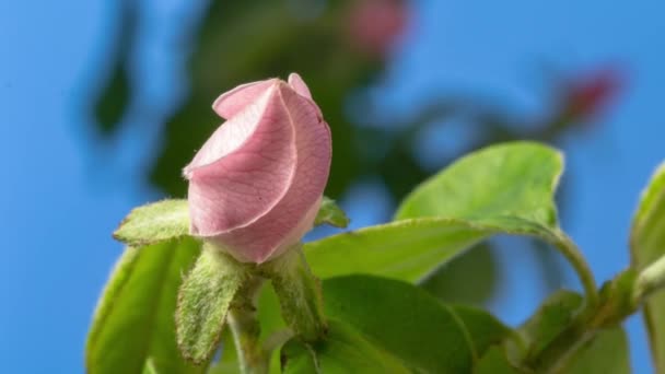 Macro Time Lapse Video Quince Flowers Foliage Growing Blossoming Blue — Stock Video