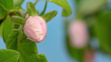 Mavi bir arka planda büyüyen ve çiçek açan bir ayva çiçeği ve yeşilliğin hızlandırılmış HD videosu