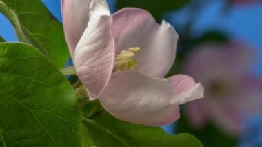 Ayva çiçekleri ve yaprakların büyüyüp çiçek açtığı HD makro zaman atlamalı video 