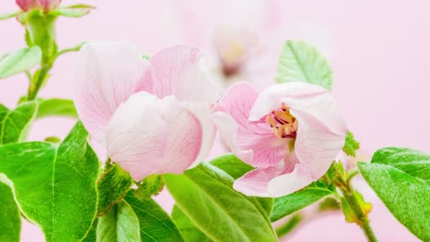 Macro Time Lapse Video Quince Flowers Foliage Growing Blossoming Pink — Stock Video