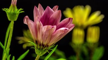 PNG 'de alfa şeffaflık kanalı ile izole bir şekilde büyüyen ve çiçek açan Gerbera çiçeklerinin HD makro zaman dilimi. 