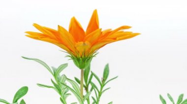 Bir Gerbera çiçeğinin büyüyen ve çiçek açan HD makro zaman dilimi PNG 'de alfa şeffaflık kanalı ile beyazda izole edilmiş.. 
