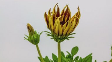 Bir Gerbera çiçeğinin büyüyen ve çiçek açan HD makro zaman dilimi PNG 'de alfa şeffaflık kanalı ile beyazda izole edilmiş.. 