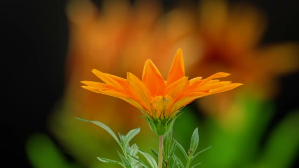 Macro Timelapse Una Gerbera Flores Que Crecen Florecen Aislados Con — Vídeos de Stock