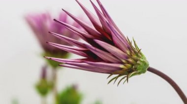 Bir Gerbera çiçeğinin büyüyen ve çiçek açan HD makro zaman dilimi PNG 'de alfa şeffaflık kanalı ile beyazda izole edilmiş.. 