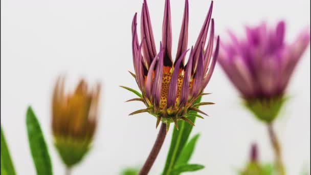 Macro Timelapse Van Een Gerbera Bloemen Groeiend Bloeiend Geïsoleerd Wit — Stockvideo