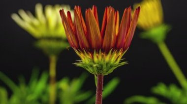 PNG 'de alfa şeffaflık kanalı ile izole bir şekilde büyüyen ve çiçek açan Gerbera çiçeklerinin HD makro zaman dilimi. 